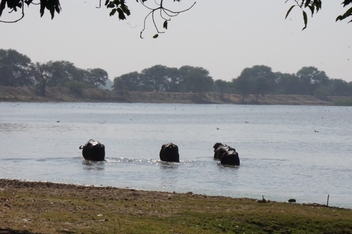 buffalos menar lake