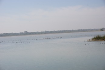 menar bird sanctuary near udaipur