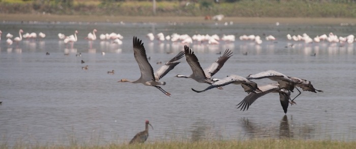 udaipur-menar-village birds sanctuary